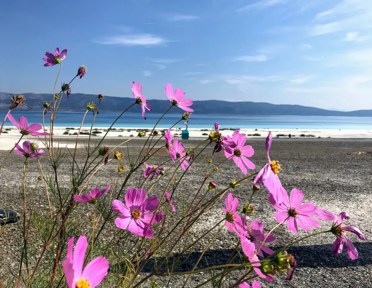 Lake Salda behind cosmos flowers